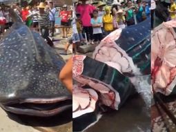 Descuartizan vivo a un tiburón ballena 