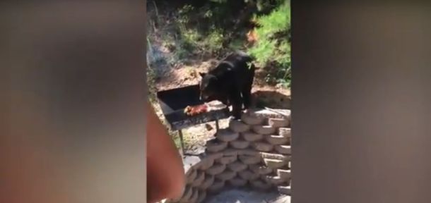 Un oso quiere robarles la carne de la barbacoa y ellos le hacen frente&nbsp;