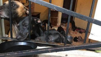 abandono a 10 perros en el departamento que alquilaba y los vecinos piden ayuda para adoptarlos abandono a 10 perros en el departamento que alquilaba y los vecinos piden ayuda para adoptarlos