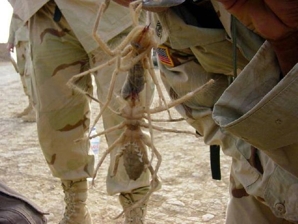 Araña camello