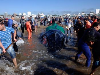 Intentan salvar a una ballena encallada en Punta Mogotes
