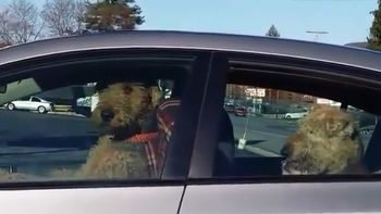 fue a hacer unos mandados, dejo a los perros en el auto y mira lo que paso fue a hacer unos mandados, dejo a los perros en el auto y mira lo que paso