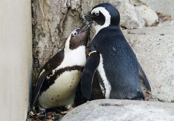 Pinguinos gay
