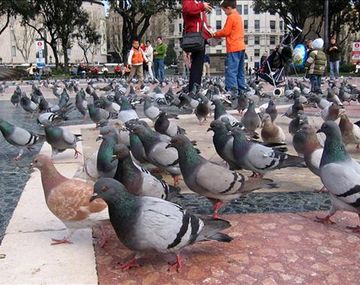 Polémico proyecto para usar palomas en comedores infantiles