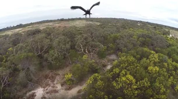 Video: Un águila guerrera derribó a un drone en pleno vuelo