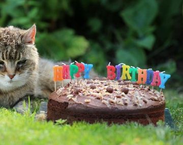 ¿Es la gata más vieja del mundo? Pinky tiene 28 años y vive en Inglaterra