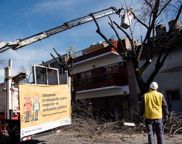 Denuncian a la Ciudad por la tala indiscriminada de árboles: la Justicia suspendió la actividad