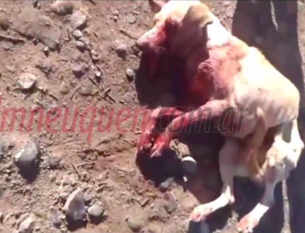 Desalmado: un policía le disparó con su arma a una perra