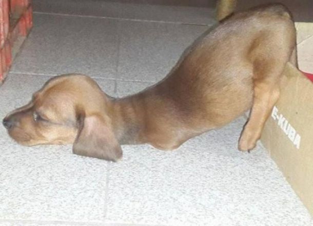 Amor en estado puro: viajó más de mil kilómetros para rescatar un perro con dos patas