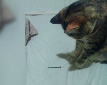 La gatita no está feliz con la novia de su dueño