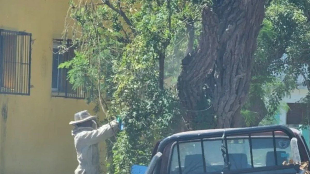 Chaco lo choc una camioneta fue atacado por abejas y muri