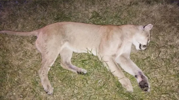 El puma falleció tras el choque El puma falleció tras el choque
