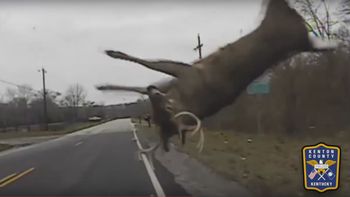video: un ciervo cruza una ruta, un auto lo choca y sale volando video: un ciervo cruza una ruta, un auto lo choca y sale volando