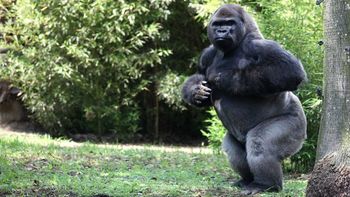 murio un gorila cuando lo sedaron para trasladarlo de un zoologico a otro murio un gorila cuando lo sedaron para trasladarlo de un zoologico a otro