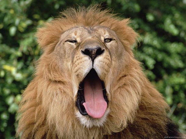 Un censo asegura que la Tierra tendría 8.7 millones de especies