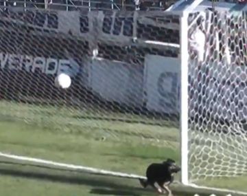¡Qué arquero! Un perro invadió el campo de juego y le salvó el partido al equipo