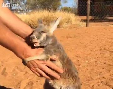 VIDEO: Un tierno canguro bebé