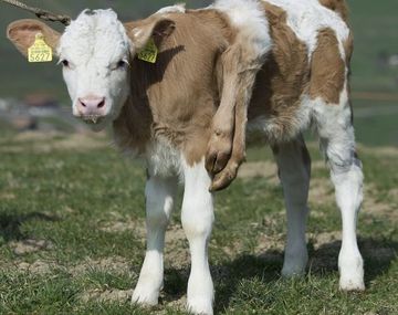 Lili cow