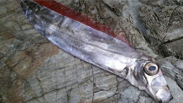 Japón: aparecieron peces remo y creen que habrá terremotos y tsunamis