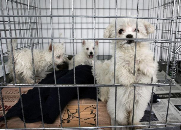 Polémica: reclaman que se prohíba la venta de mascotas por internet