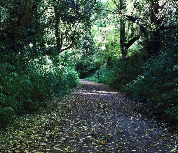 La preciosa vegetación de Berazategui. La preciosa vegetación de Berazategui.