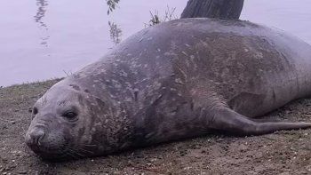 Escobar: buscan a una hembra de elefante marino para resguardarla Escobar: buscan a una hembra de elefante marino para resguardarla
