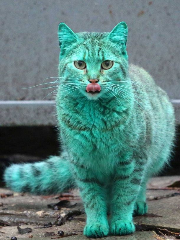 Conocé todos los secretos del misterio del gato verde que apareció en Bulgaria
