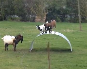 Un grupo de cabras causa furor en la web con sus juegos