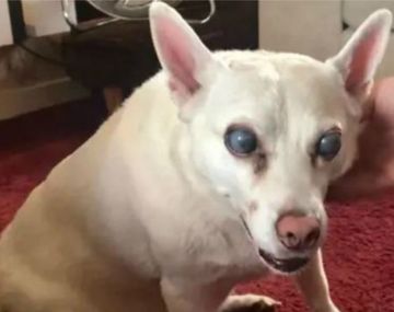 Una perra quedó ciega tras un show de pirotecnia: la lucha de su dueña