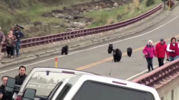 Un gran susto: turistas paseaban por un parque y se toparon con tres osos