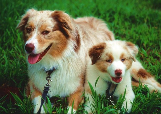 Una mujer mató a sus diez perros y luego se suicidó