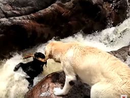 Un perro salvó a otro de que se lo llevara el río Un perro salvó a otro de que se lo llevara el río