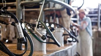 bajan precio de la leche bajan precio de la leche