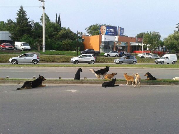 Mascotas, las víctimas olvidadas del temporal de Córdoba