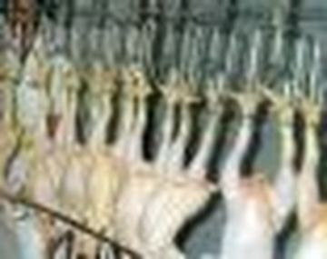 Pollo