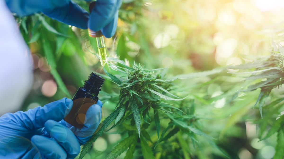 Diputados Evalúan Los Alcances Del Proyecto Regulatorio De Producción De Cannabis Medicinal 1866