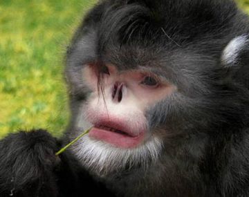 Descubren a un mono que parece Michael Jackson