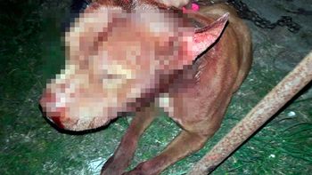 una perra se metio en la casa de un vecino y le cortaron la cabeza una perra se metio en la casa de un vecino y le cortaron la cabeza