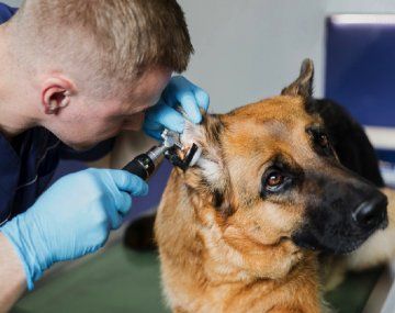 Día del Veterinario: por qué se festeja el 6 de agosto
