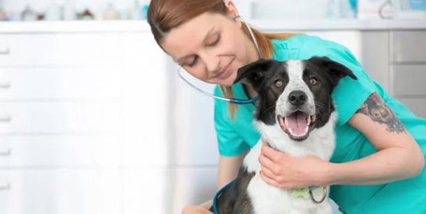 Mascotas, con cobertura de salud: una importante prepaga presenta su prepaga para perrhijos