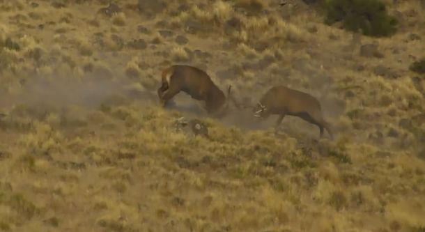 VIDEO: Mirá la espectacular pelea entre dos ciervos colorados