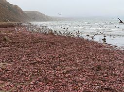 Impresionante invasión de peces pene en las playas de California