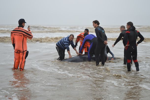 Así fue el operativo para rescatar a una falsa orca varada en la playa