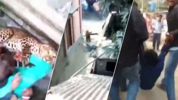 terror en india por un leopardo suelto en un area residencial terror en india por un leopardo suelto en un area residencial