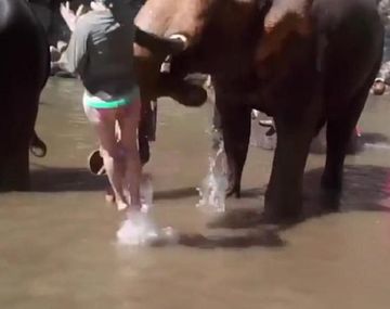 Elefante golpea a mujer en Tailandia