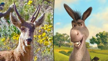 sturzenegger viajo a fotografiar tarucas y las redes sociales se inundaron de memes sturzenegger viajo a fotografiar tarucas y las redes sociales se inundaron de memes