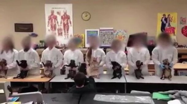 De mal gusto: alumnos de un secudario hacen una coreografía con gatos muertos