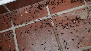 Invasión de hormigas voladoras | Foto @milamago_ en X Invasión de hormigas voladoras | Foto @milamago_ en X