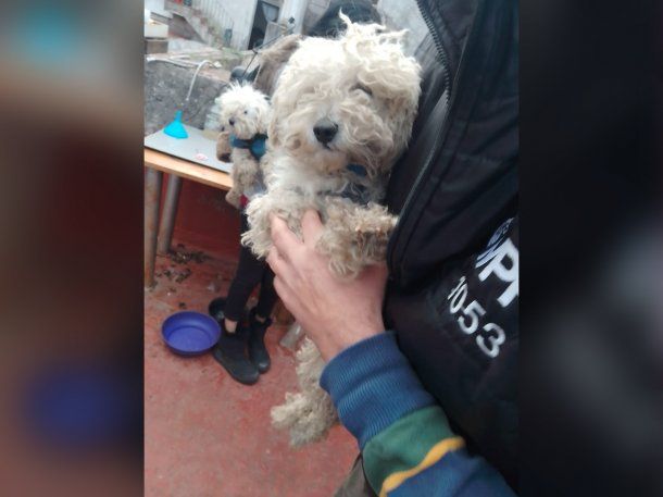 Floresta: rescatan a tres caniches víctimas de maltrato animal