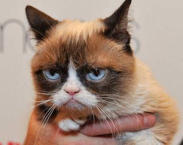 Grumpy Cat